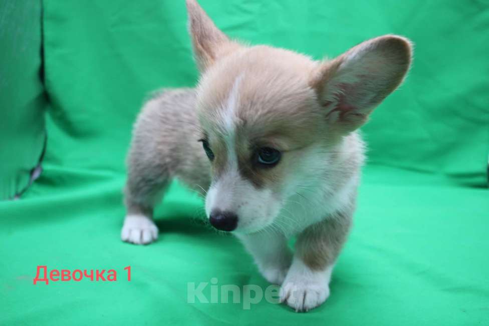 Собаки в Москве: Щенки вельш корги пемброк  Девочка, 32 000 руб. - фото 2