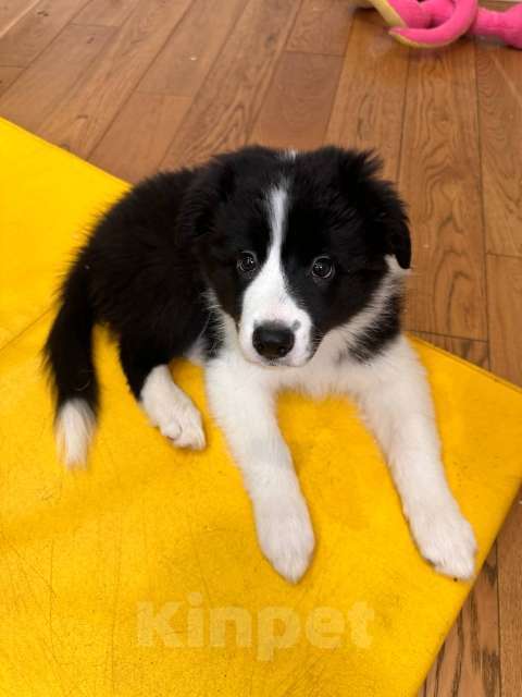 Собаки в Москве: Девочка (сука) бордер-колли: послушна и очень перспективна в аджилити Девочка, 130 000 руб. - фото 1