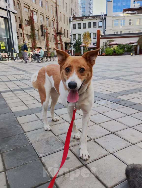 Собаки в Балашихе: Мэгги — харизматичная и умная собачка! Девочка, Бесплатно - фото 3