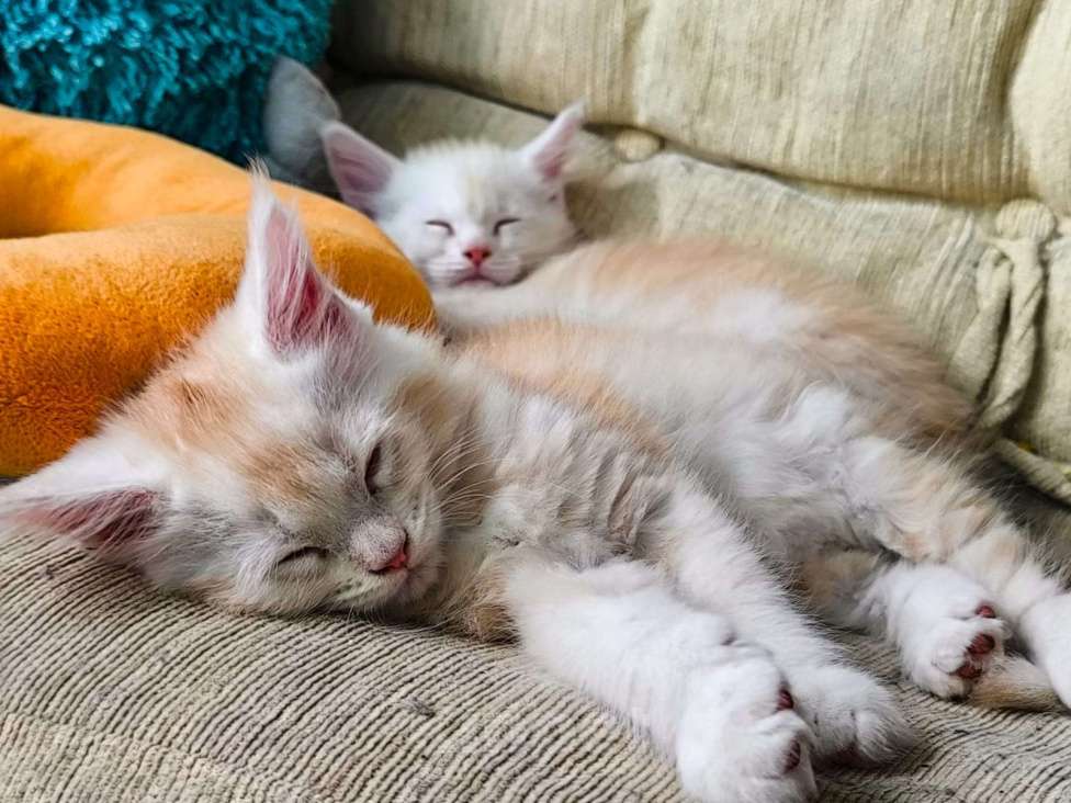 Кошки в других городах Тверской области: Котята Мейкун Мальчик, 17 000 руб. - фото 6