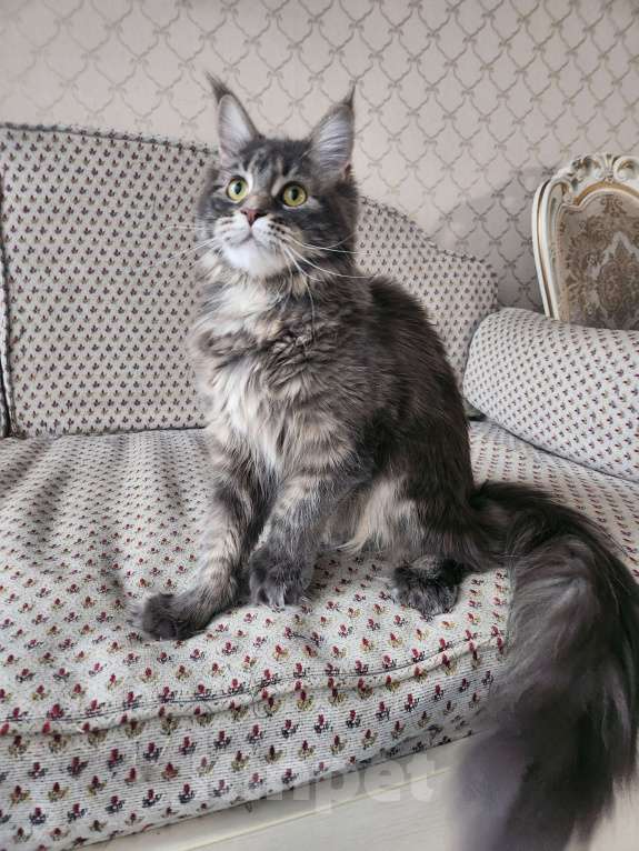 Кошки в Москве: Котёнок мейн кун полидакт Девочка, 70 000 руб. - фото 5