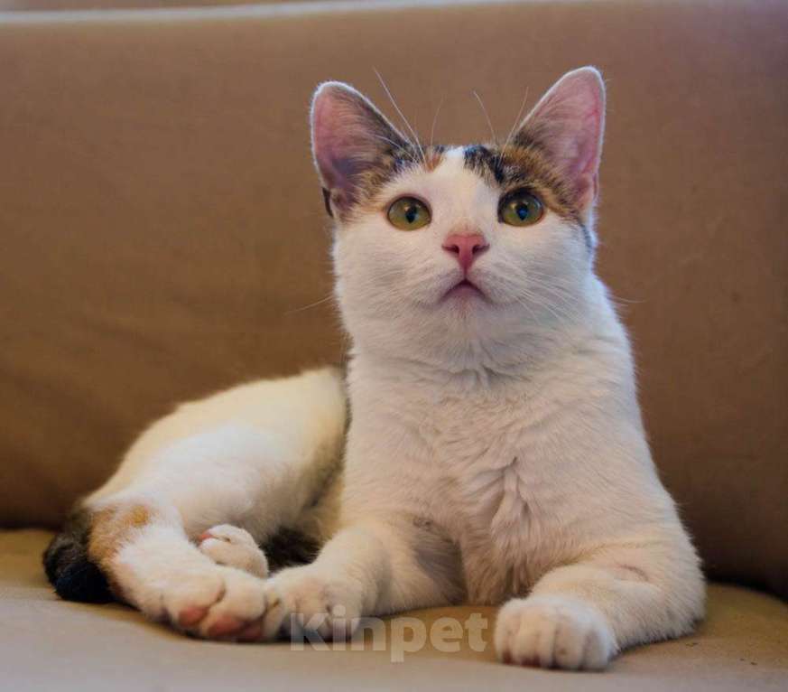 Кошки в Москве: Трехцветная кото-мартышка Маришка в добрые руки Девочка, Бесплатно - фото 8