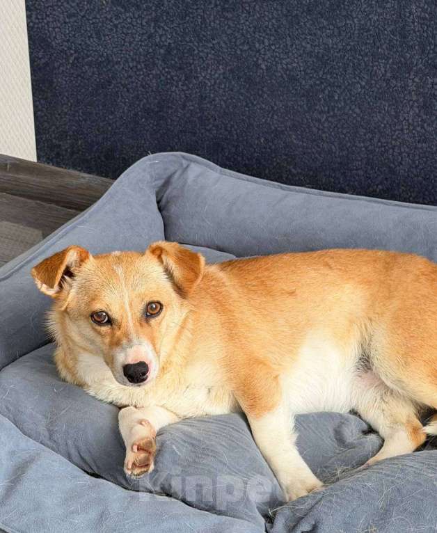 Собаки в Рузе: Бэтти в добрые руки Девочка, Бесплатно - фото 3