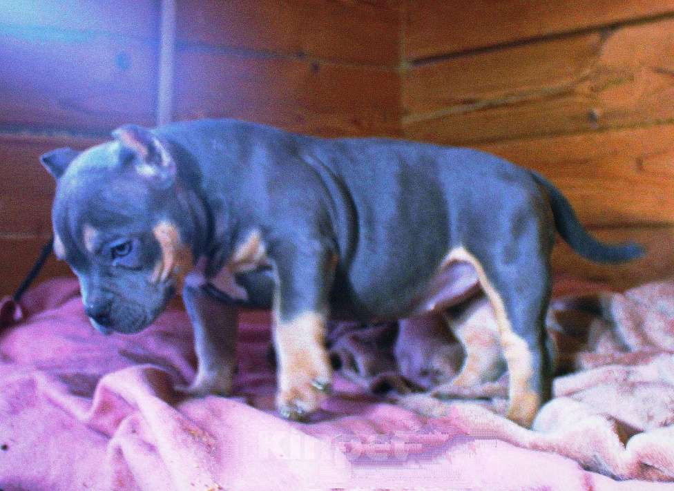 Собаки в других городах Ярославской области: Девочка-булли Девочка, 80 000 руб. - фото 9