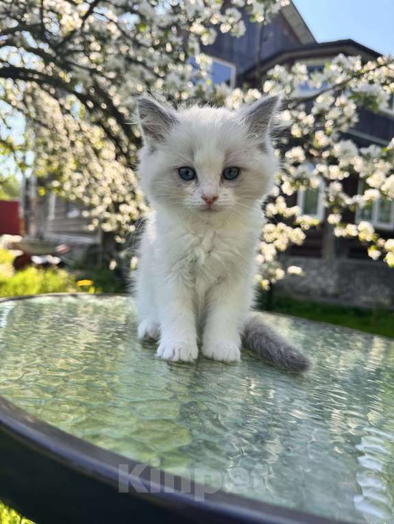 Кошки в Москве: Котята рэгдолл Девочка, 50 000 руб. - фото 4