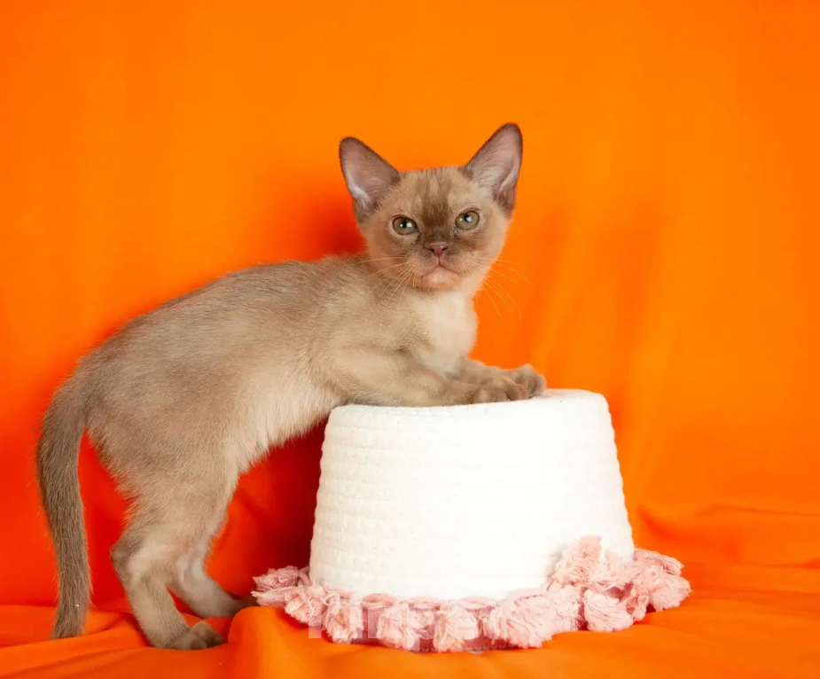 Кошки в Екатеринбурге: Европейские бурманские котята Мальчик, Бесплатно - фото 8