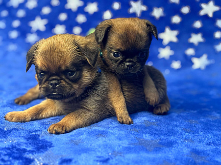 Рыжий пти брабансон Хрустальная мечта Батон