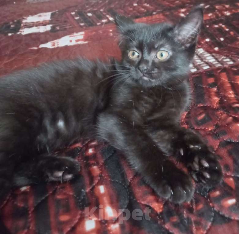 Кошки в других городах Московской области: Котята в добрые руки Мальчик, Бесплатно - фото 9