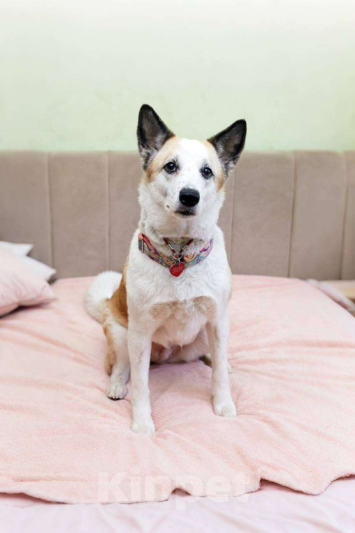 Собаки в Москве: Веселая Берта ищет дом Девочка, Бесплатно - фото 8