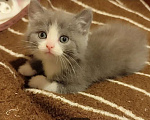 Кошки в Москве: Котёнок девочка 2 мес. от сибирской кошки Девочка, 3 000 руб. - фото 1