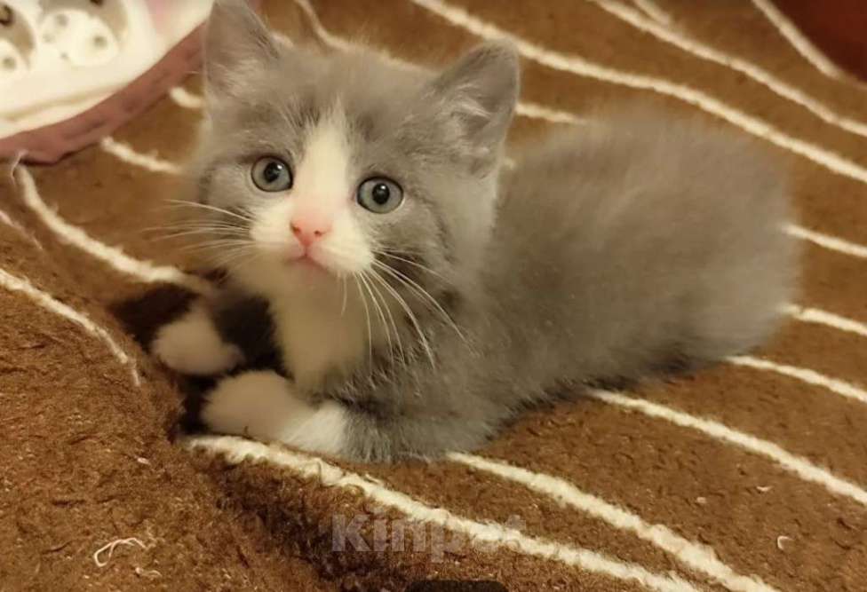 Кошки в Москве: Котёнок девочка 2 мес. от сибирской кошки Девочка, 3 000 руб. - фото 1