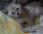 Кошки в Саратове: Рождественский котёнок Мальчик, 20 руб. - фото 1