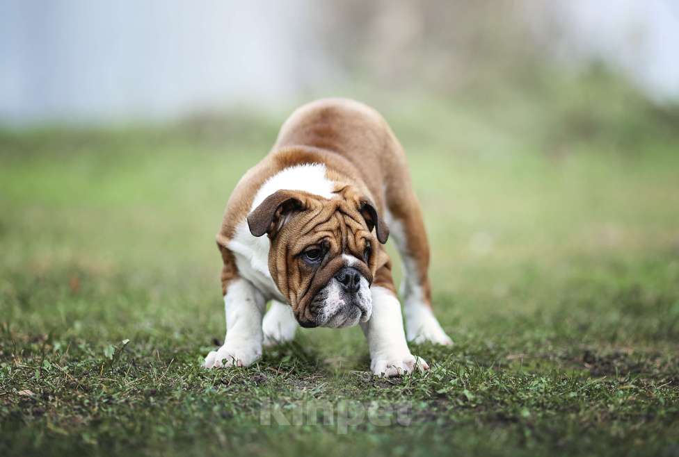 Собаки в Обнинске: Щенки английского бульдога Девочка, 80 000 руб. - фото 5