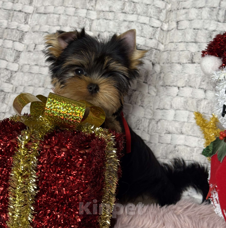 Собаки в Москве: Йоркширский терьер мальчик  Мальчик, 65 000 руб. - фото 9