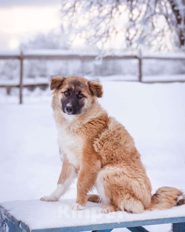 Собаки в Москве: Небольшая собачка чуть ниже колена. Девочка, Бесплатно - фото 5