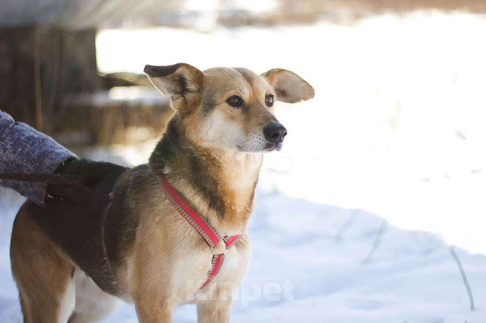 Собаки в Москве: Трейси Девочка, Бесплатно - фото 3