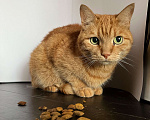 Кошки в Зеленограде: Виски срочно нужен дом Девочка, Бесплатно - фото 1