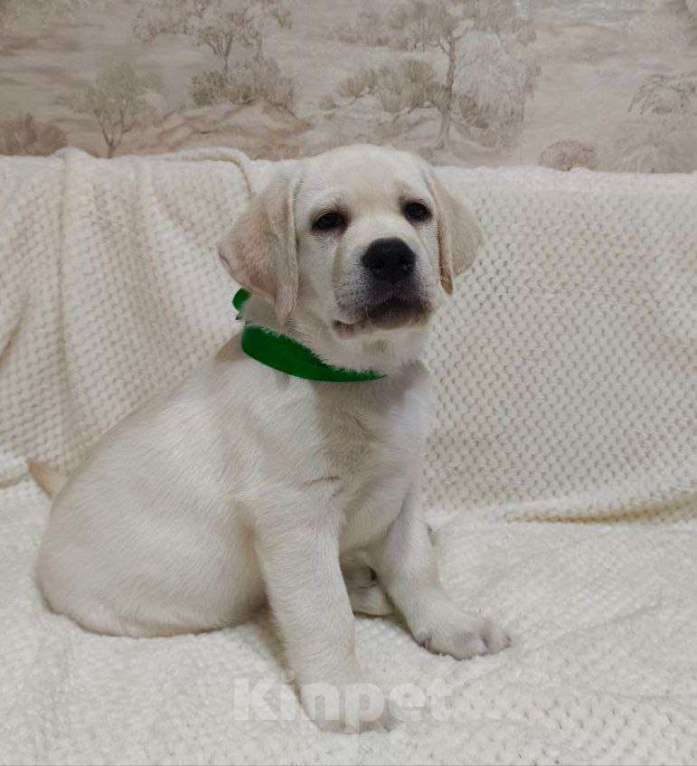 Собаки в Тюмени: Щенки лабрадор ретривер Мальчик, 35 000 руб. - фото 1