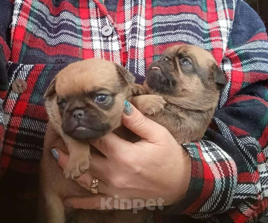 Собаки в Москве: Рыжие мальчики малого брабансона Мальчик, 40 000 руб. - фото 2