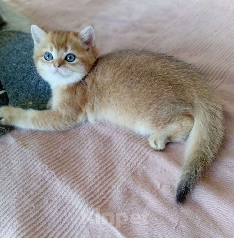 Кошки в Москве: Котик скоттиш страйт Мальчик, 15 000 руб. - фото 1