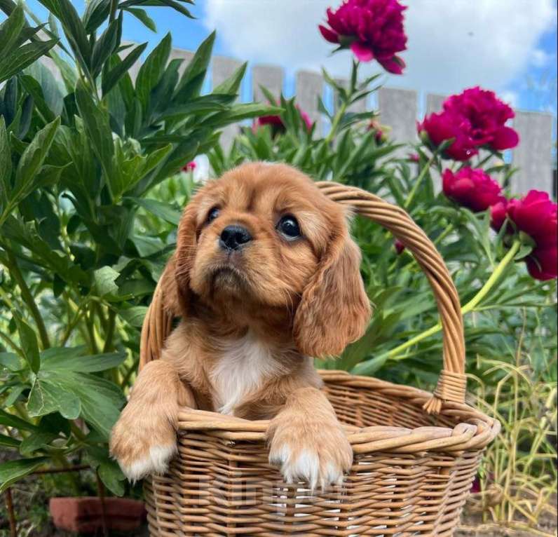 Собаки в Можге: Щенки Кавалер кинг чарльз спаниель  Девочка, 65 000 руб. - фото 7