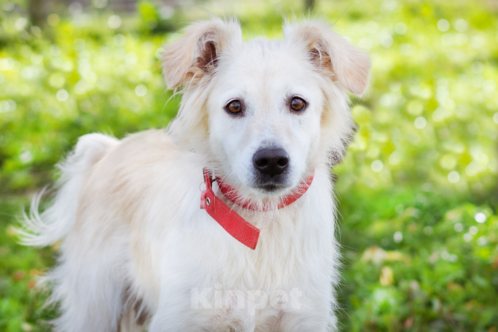 Собаки в Москве: Зайка, 5 лет. Небольшая собака в добрые руки Девочка, Бесплатно - фото 1