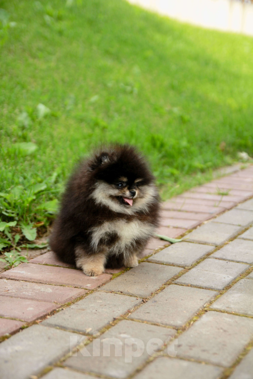 Собаки в Набережных Челнах: Шпиц щенок девочка в типе мишка Девочка, 135 000 руб. - фото 2