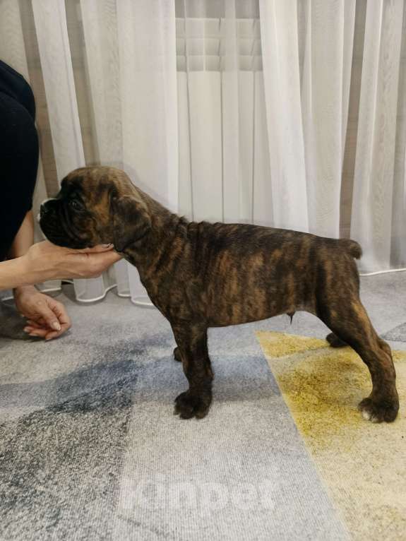 Собаки в Ижевске: Продажа Мальчик, Бесплатно - фото 1