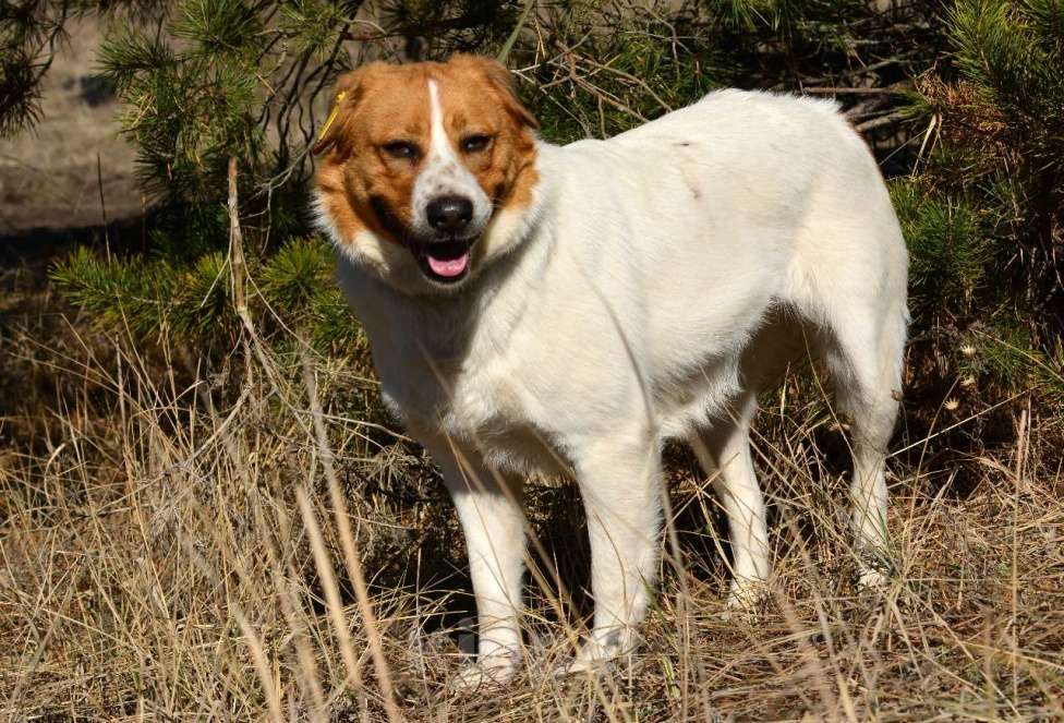 Собаки в Воронеже: Собака из приюта в поисках дома Девочка, Бесплатно - фото 3