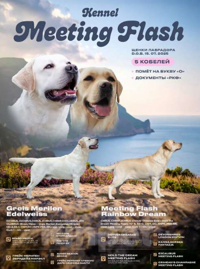 Собаки в Симферополе: Щенок лабрадора с зеленой лентой Мальчик, 80 000 руб. - фото 2