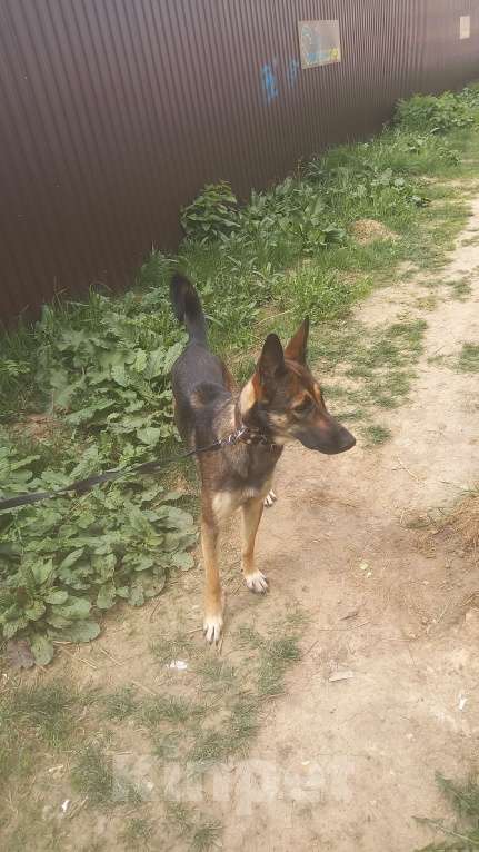 Собаки в Струнино: Отдам в хорошие и любящие руки . Девочка, Бесплатно - фото 2