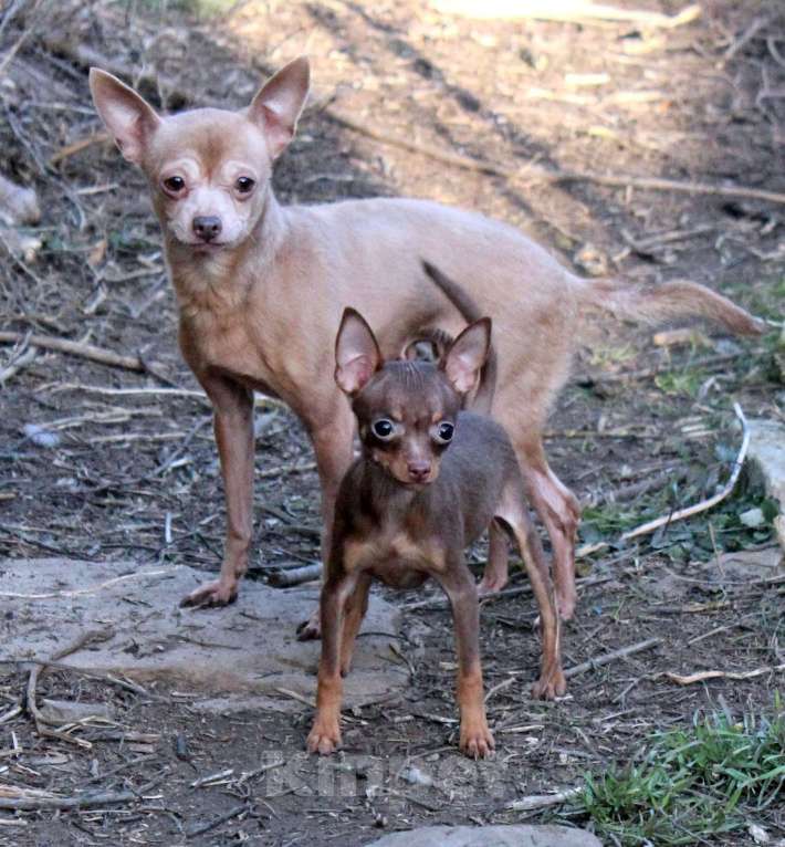 Собаки в Волгограде: Девочка - супер мини Девочка, 50 000 руб. - фото 4