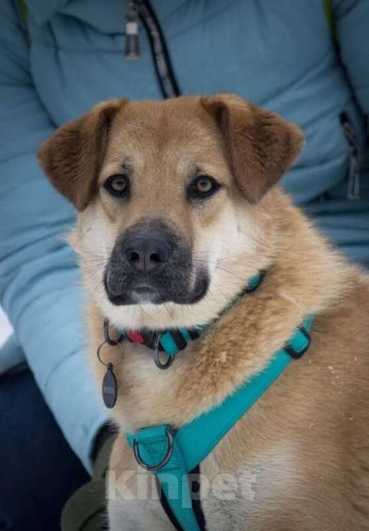 Собаки в Москве: Чудесная Барабулька ищет дом и любящую семью! Девочка, Бесплатно - фото 7