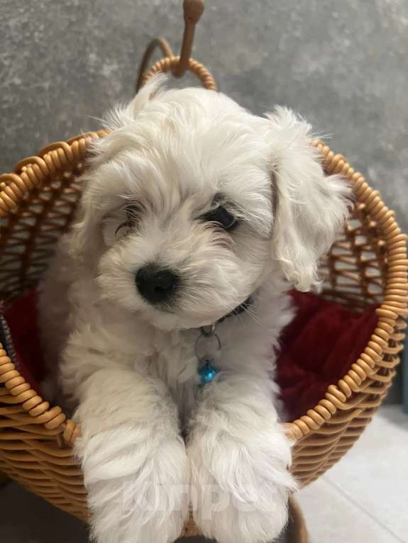 Собаки в других городах Ленинградской области: Мальтипу F1 Мальчик, 80 000 руб. - фото 1