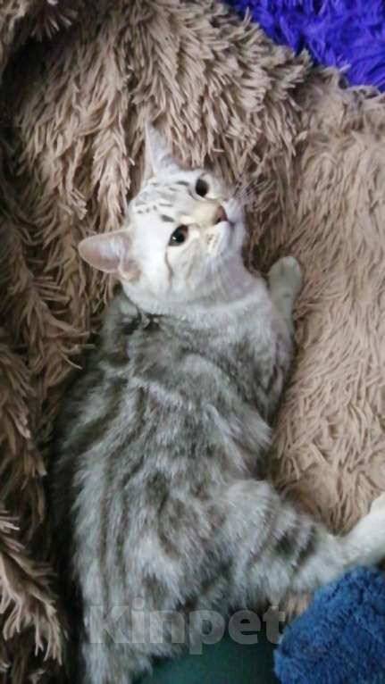 Кошки в Москве: Шотландские котята шиншилла  Мальчик, 5 000 руб. - фото 7