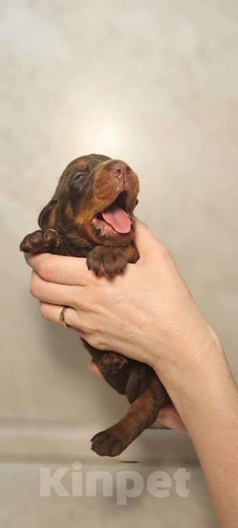 Собаки в других городах Краснодарского края: Щенки добермана РКФ Мальчик, 90 000 руб. - фото 3