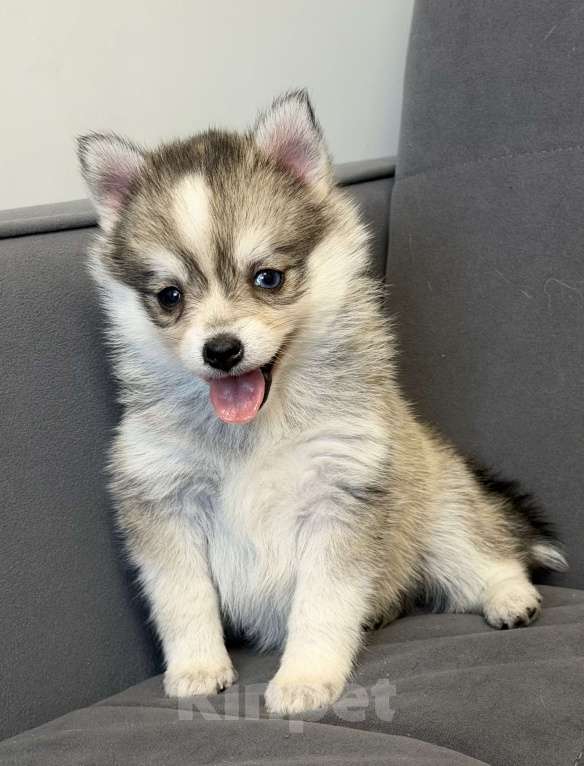 Собаки в Санкт-Петербурге: Девочка помски Девочка, 60 000 руб. - фото 4