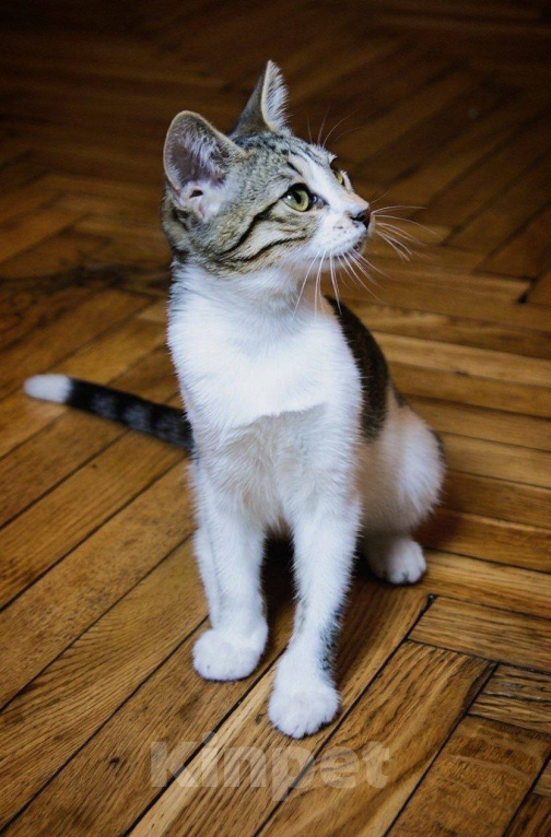 Кошки в Москве: Котенок Мия ищет дом Девочка, Бесплатно - фото 1