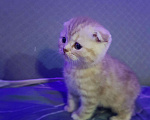 Кошки в Ветлуге: Вязка, 1 500 руб. - фото 4