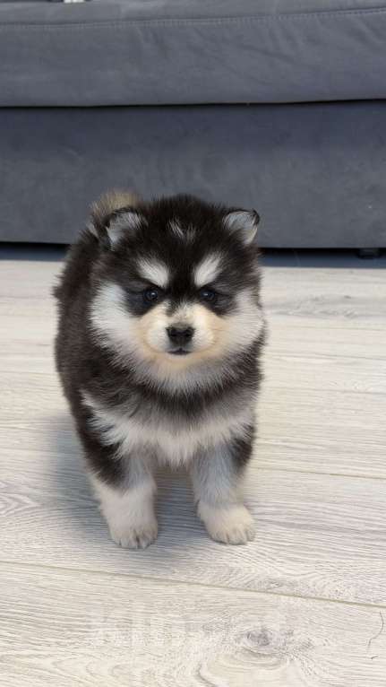 Собаки в Санкт-Петербурге: Девочка помски Девочка, 60 000 руб. - фото 4