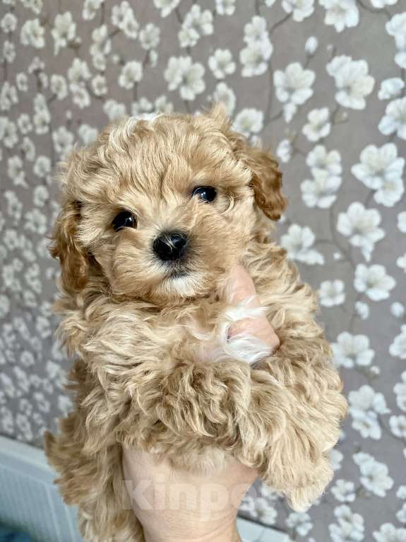 Собаки в Москве: Мальтипу девочка 2 месяца  Девочка, 200 000 руб. - фото 4