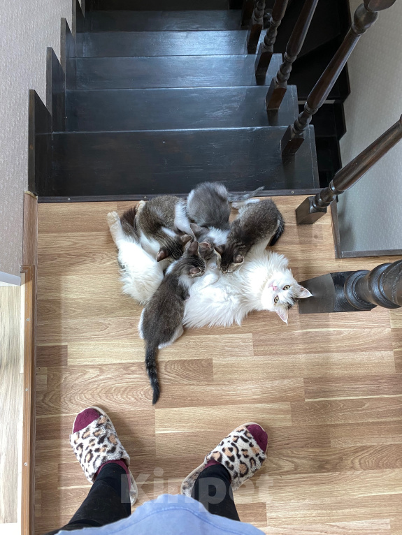 Кошки в Нижнем Новгороде: Котенок в добрые руки Девочка, Бесплатно - фото 9