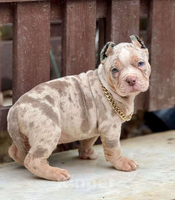 Собаки в других городах Московской области: Американский Булли щенок  Мальчик, 150 000 руб. - фото 4