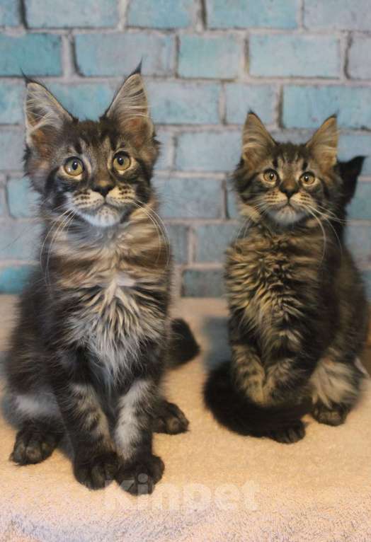 Кошки в Волхове: Котята породы мейн-кун мальчики. Мальчик, 15 000 руб. - фото 1