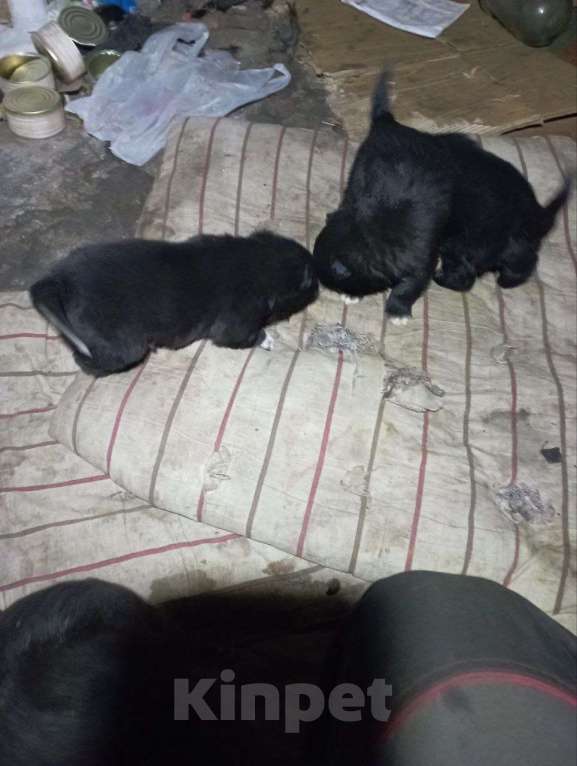 Собаки в Шебекино: щенят в добрые руки  Мальчик, Бесплатно - фото 4