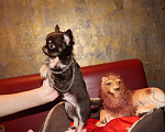 Собаки в Краснодаре: Чишки малышки Мальчик, 30 000 руб. - фото 1