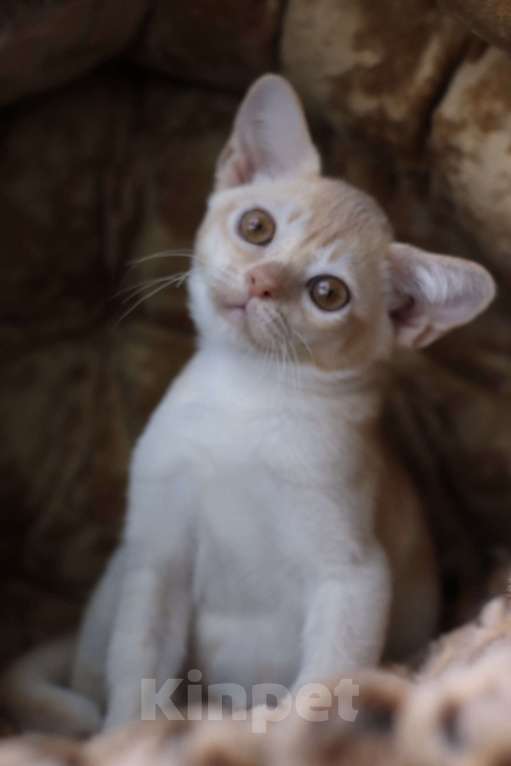 Кошки в Москве: Бурманский котенок Мальчик, Бесплатно - фото 2