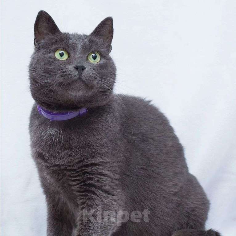 Кошки в Москве: Русская голубая кошечка  Девочка, Бесплатно - фото 2