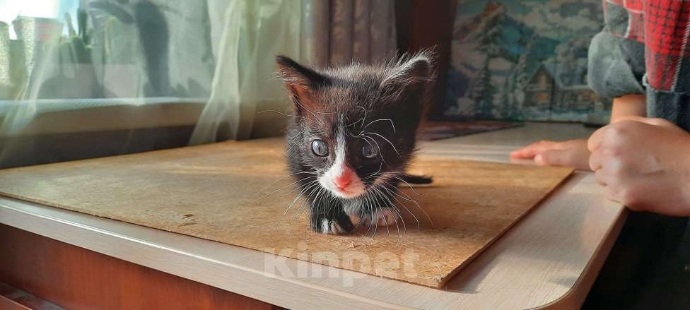 Кошки в Красногорске: Котик в добрые руки Девочка, Бесплатно - фото 1