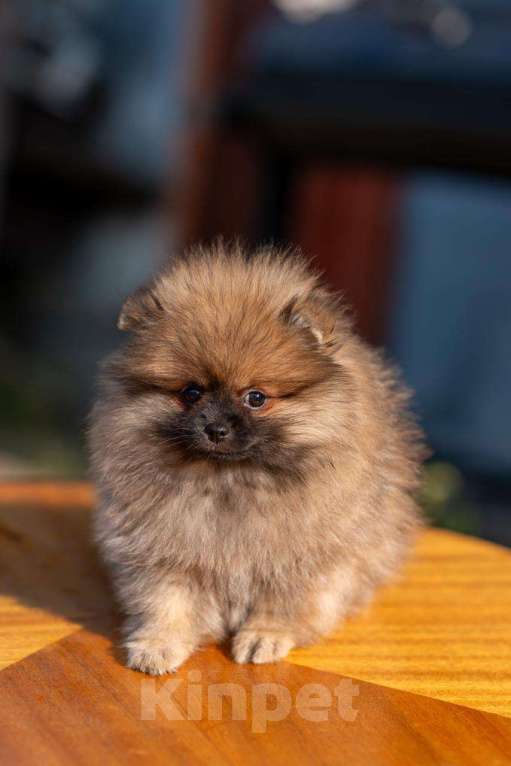 Собаки в Димитровграде: Померанский шпиц  Девочка, 50 000 руб. - фото 2